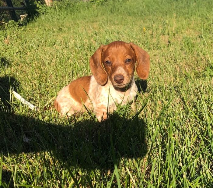 Red & White Piebald Female 