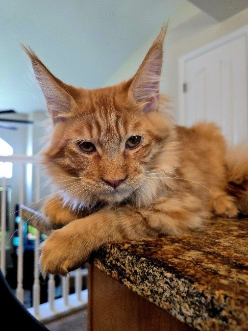 Maine Coon Kitten, Purebred European lineage, Male