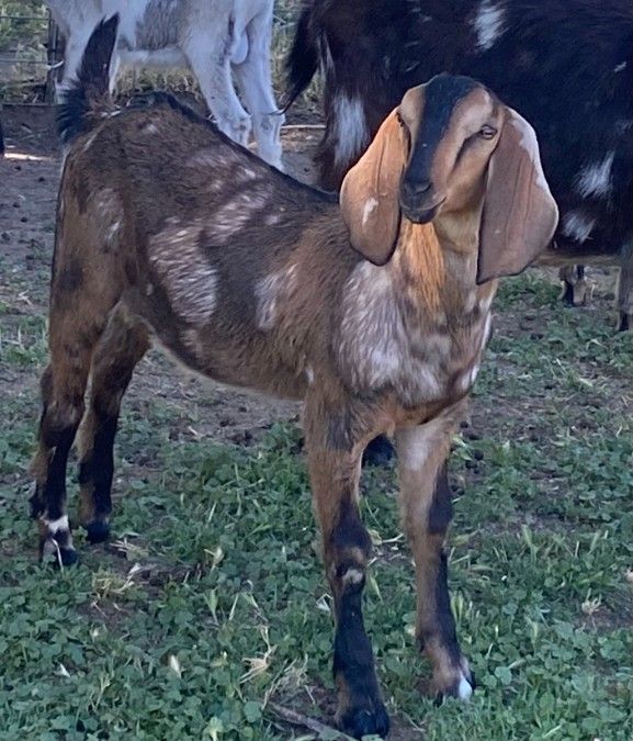 Nubian Buckling