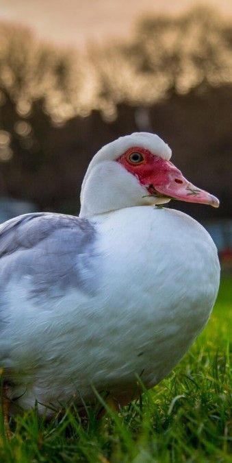 ISO Meat Duck Processing Wanted