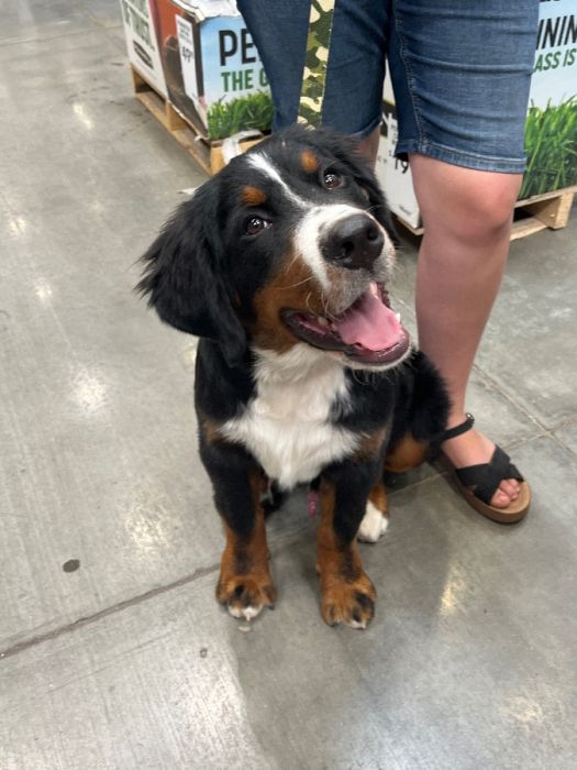 Bernese Mountain Dog