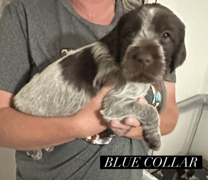 Wirehaired Pointing Griffon Puppies