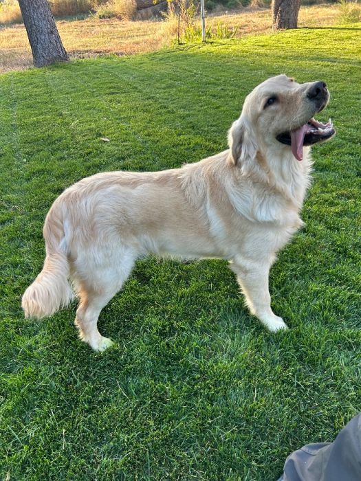 AKC GOLDEN RETRIEVER MALE