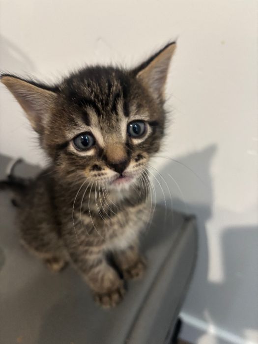 Kittens 