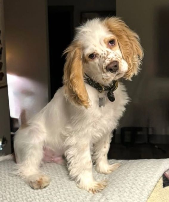 Cocker Spaniel Purebred Intact (1 year old)