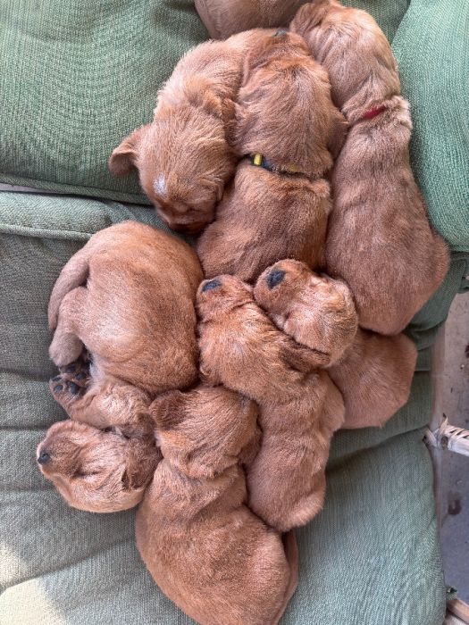 Family Field Golden Retrievers