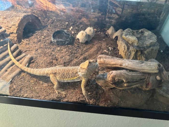 Bearded Dragon plus tank and accessories 