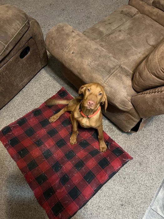 Vizsla 
