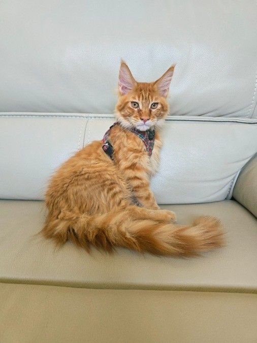 Maine Coon Kitten, Purebred European lineage, M, 5