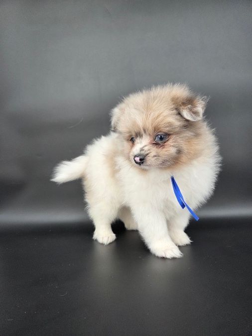 Pomeranian puppies