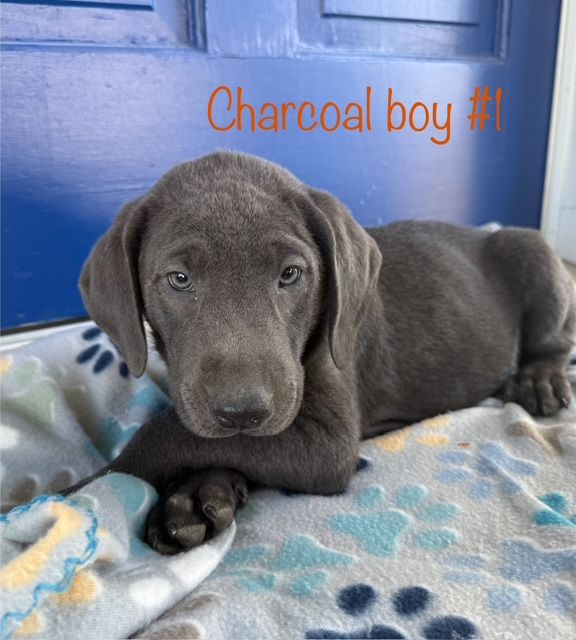 AKC Silver &amp; Charcoal Lab puppies
