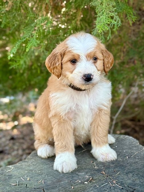 Mini Golden Doodles
