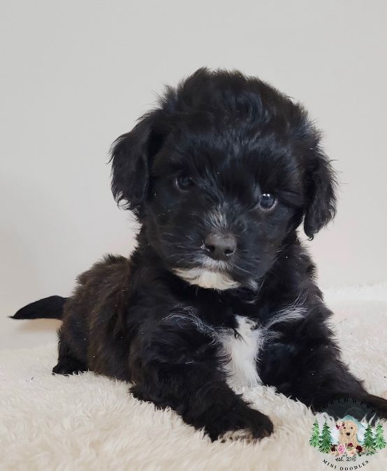 Yorkie poo/Yorkie doodle (mini)
