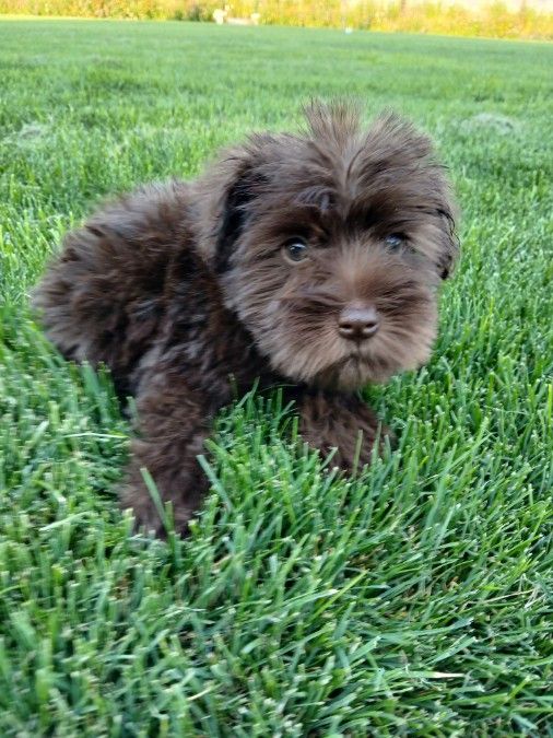 Miniature schnauzer puppies 