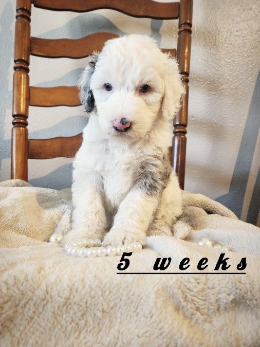 Sheepadoodle 