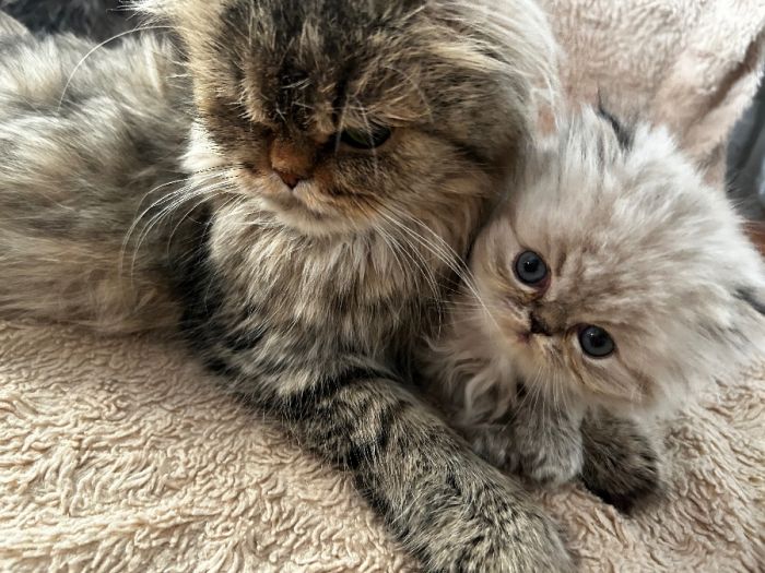 Exotic Persian kittens ready Dec 5!