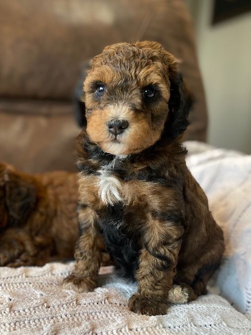 Hazel