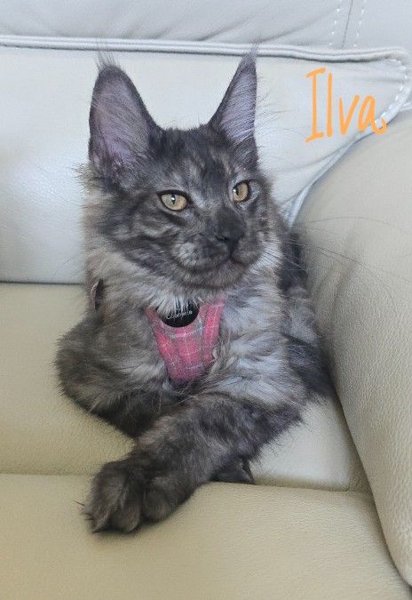 Maine Coon Kitten, Purebred European lineage, F, 5