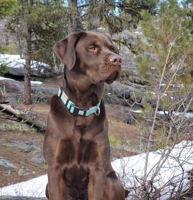 AKC Champion Chocolate Lab Pups