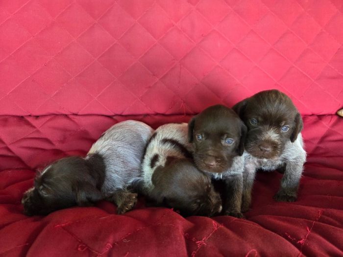 Akc wire haired pointing griffons