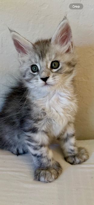 Bluey (female)