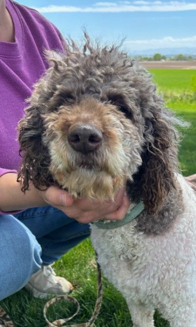 Spanish Water Dog Hypoallergenic