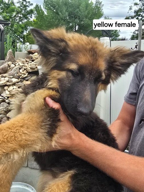 German Shephard Puppies 