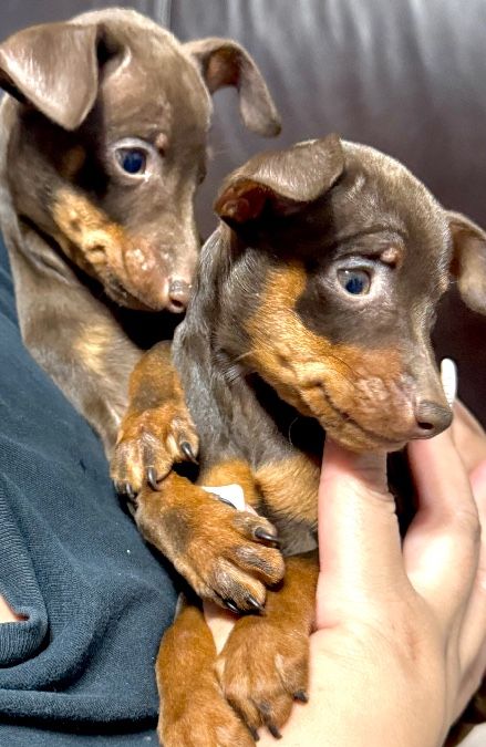 Miniature pinchers 