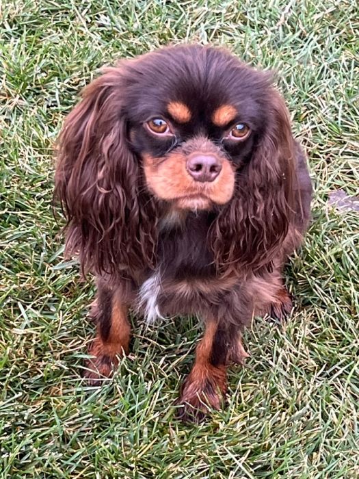 King Charle Cavalier