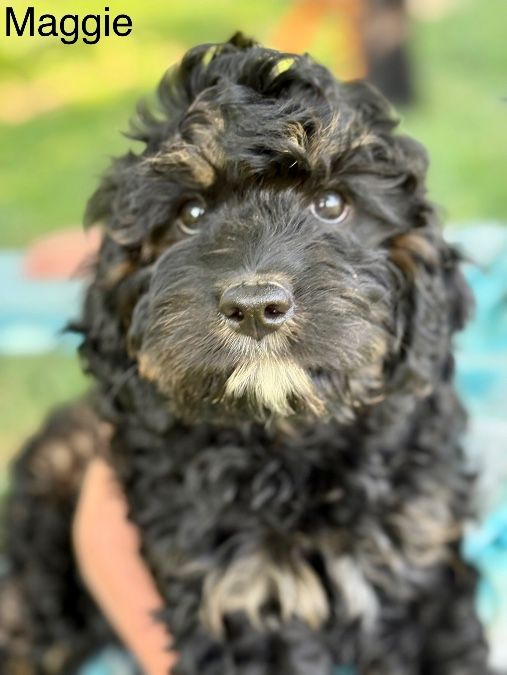 Darling Cavapoo Puppies are Ready for homing