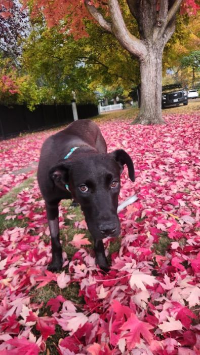 Female dog labrador mix