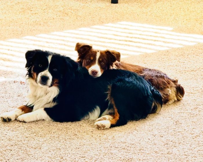 Mini Australian Shepherd