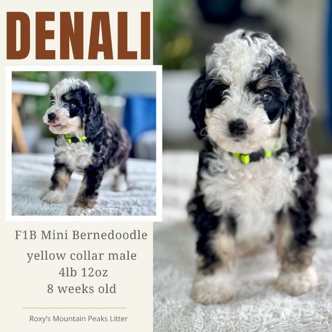 Mini Bernedoodles