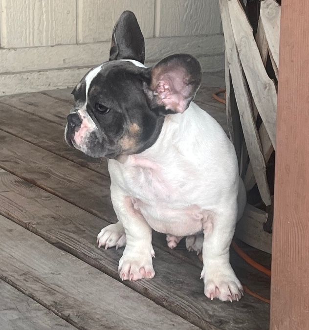 Tako 5 months old male 💙