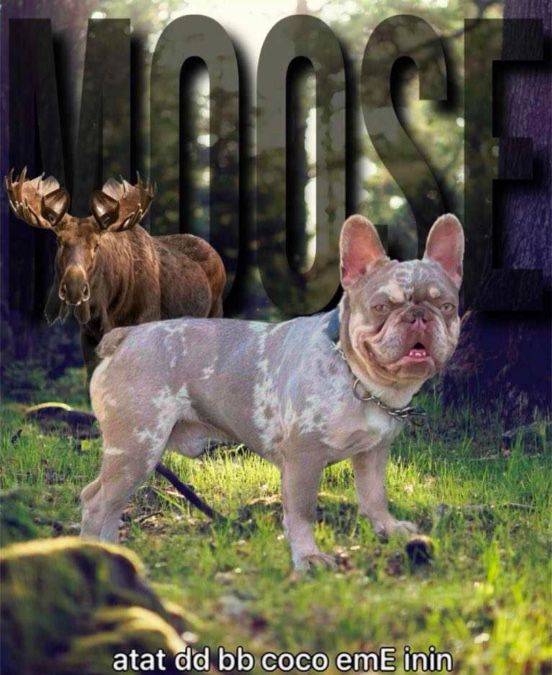 Adult Male French Bulldog