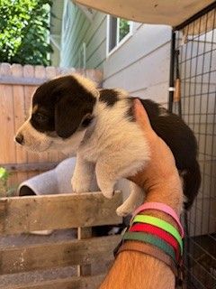 Grey - Boy