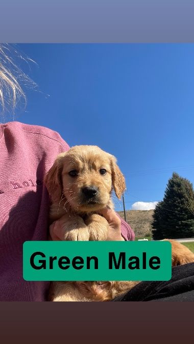 AKC Golden Retreivers 
