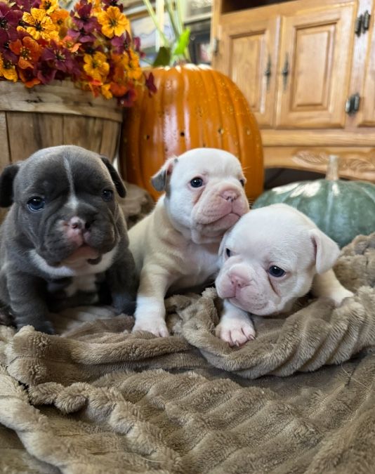 French Bulldog 
