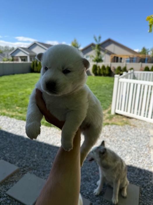 Husky puppies 