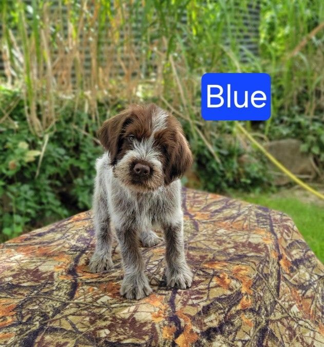 Akc Wirehaired Pointing Griffon