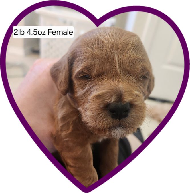 F1b Mini Goldendoodles available!