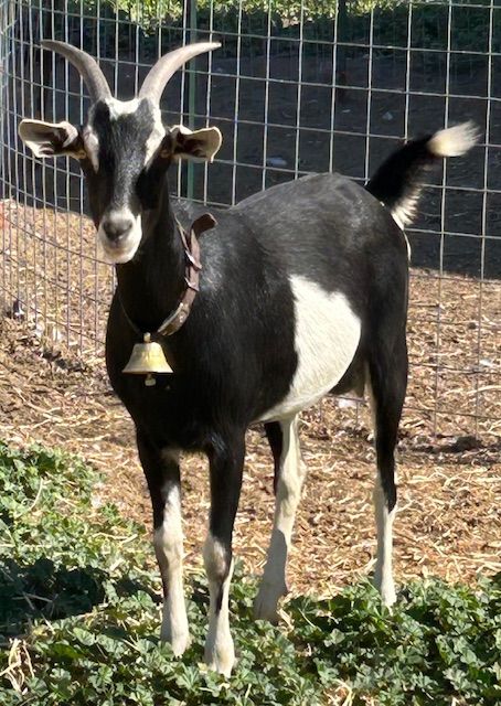 Alpine/Nubian Doe