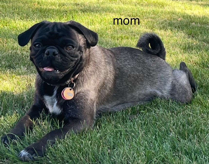 mom not for sale 