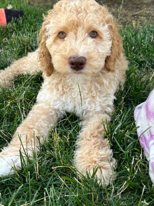 AKC Poodle Puppies
