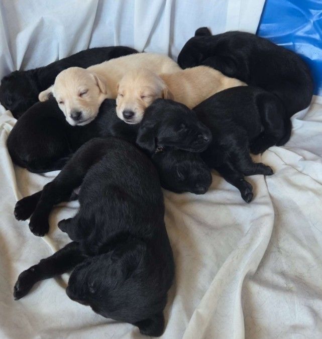 AKC Registered Black &amp; Yellow Labrador PUPPIES