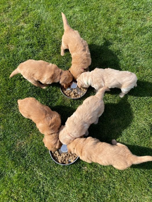 Golden Retriever Puppies! **Ready Now** Two left!