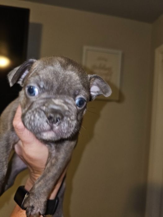 Frenchies