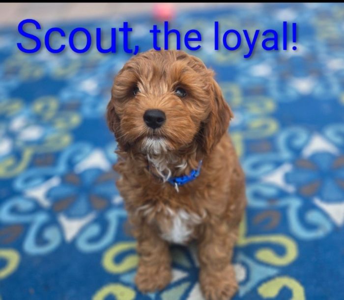 Scout is loving, fun, loyal companion