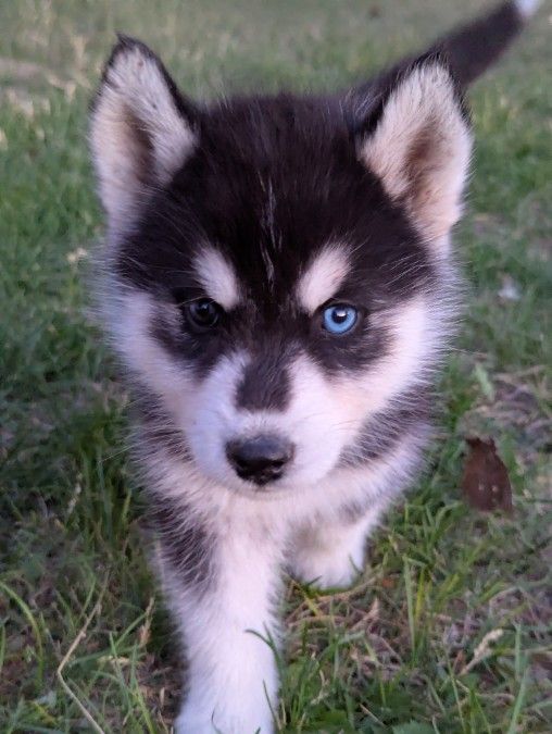 Husky puppies 