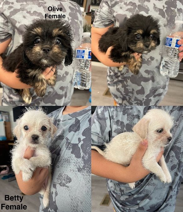 Shiweenie Puppies 